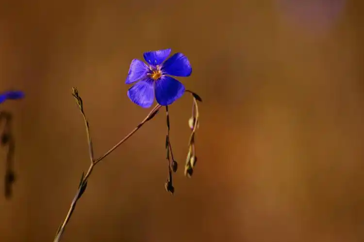 一朵小小花 清新淡雅 纯洁无暇 开放在温暖的春天里