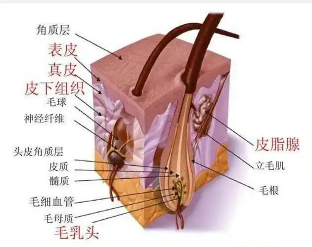 头部皮肤会分泌出来一层油脂,这些油脂呈弱酸性,滋润头皮和发根的同时