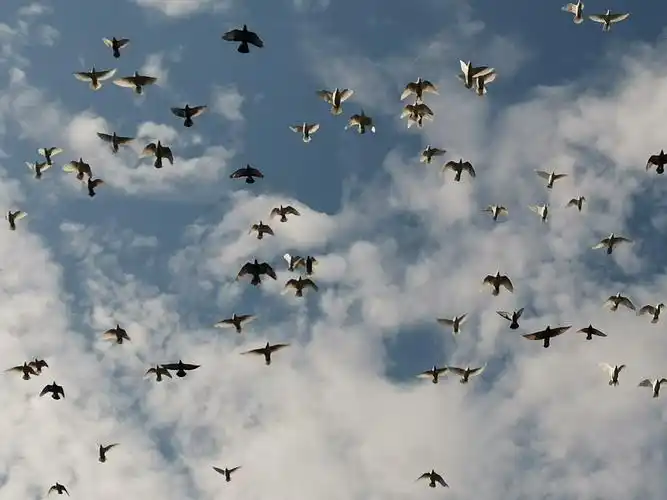 金秋十月西湖鸽子满天飞