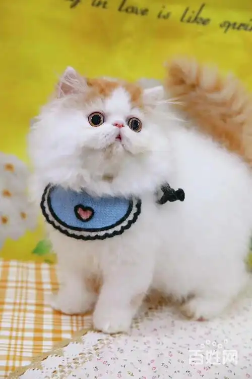 纯种的波斯猫很漂亮眼睛很大很健康可以上门挑选