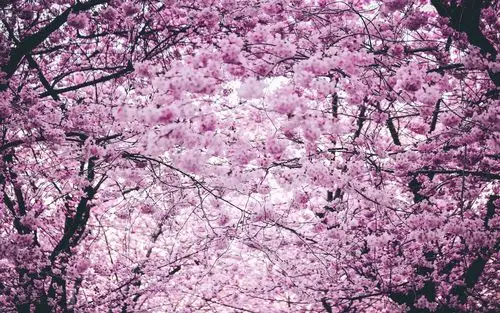 自然界中最美的风景