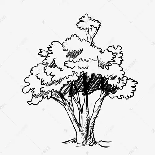 线描树大树树木