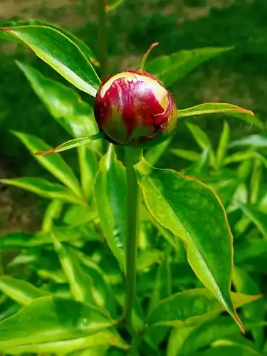 含苞欲放的芍药