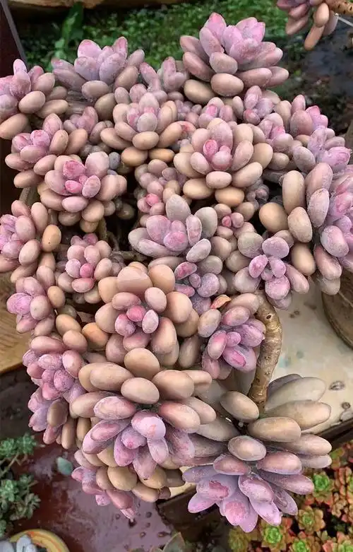 植物艾伦悬崖老桩爆盆多头群生一物一拍多肉多肉植物