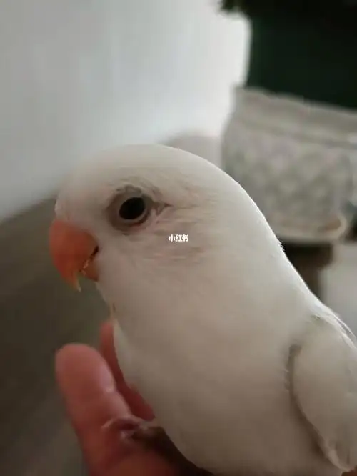 我家鹦鹉的眼睛红肿了怎么办