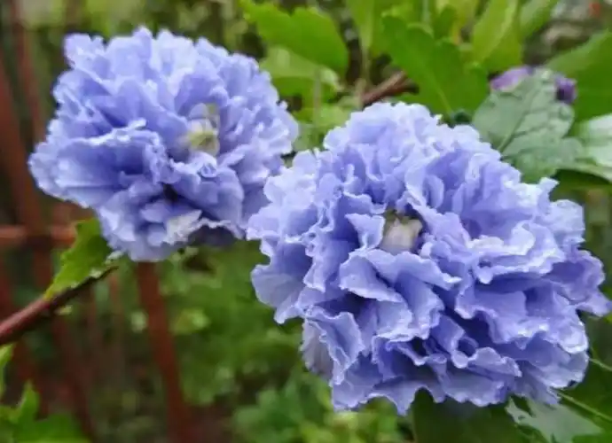 蓝色的花有哪些冰蓝色的花