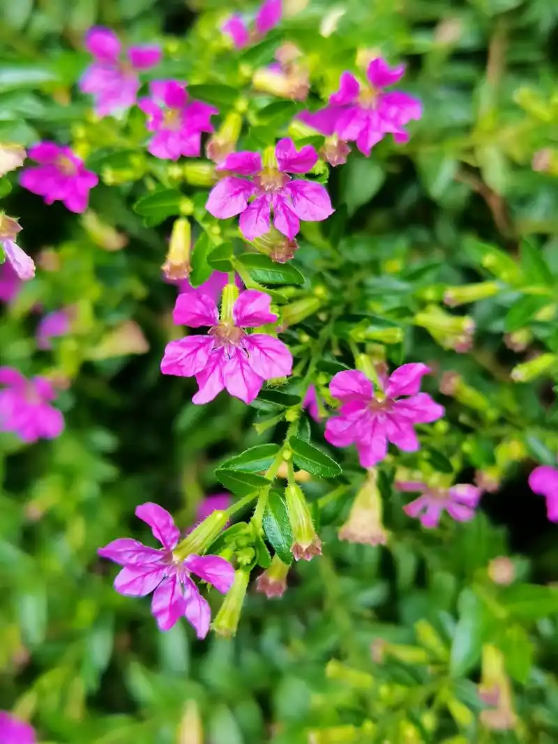 细叶萼距花(紫花满天星,细叶雪茄花)  94千屈菜科萼距花属小灌木,长