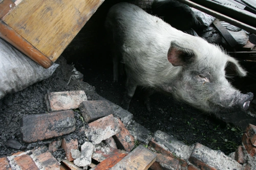 搜集猪坚强照片