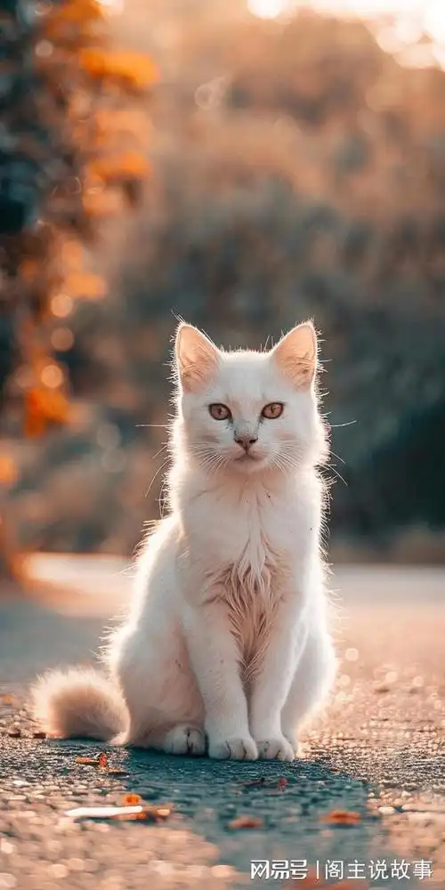 手机壁纸治愈系萌猫壁纸让你的手机瞬间变软萌