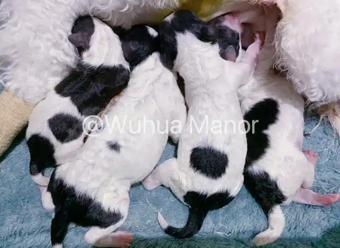 灰白花泰迪出生记录