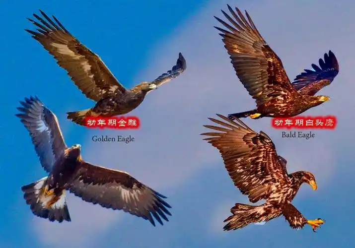 67如何区分金雕和白头鹰白头鹰爪力达400磅遇上金雕谁会赢