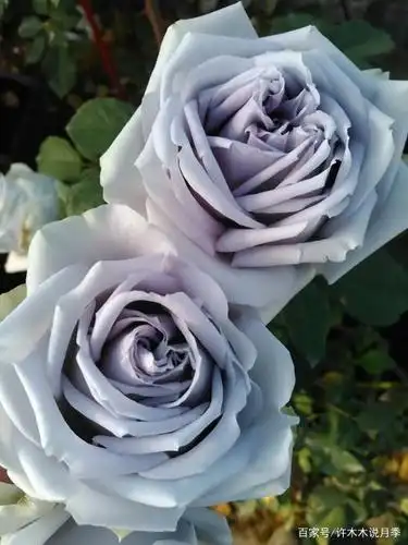 20款罕见的蓝紫色月季品种.天然蓝颜不染色,不仅丰花颜值还高