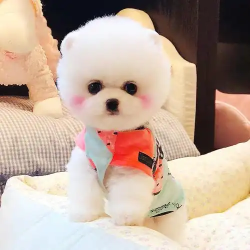 纯种博美犬幼犬活体长不大茶杯狗家养可爱博美俊介小型犬宠物训练