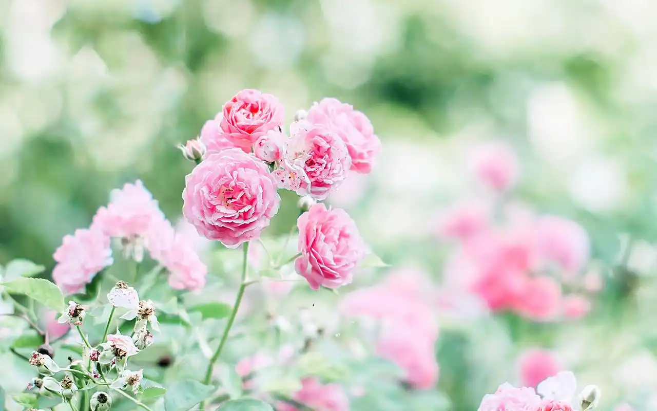 夏日小清新植物桌面壁纸图片