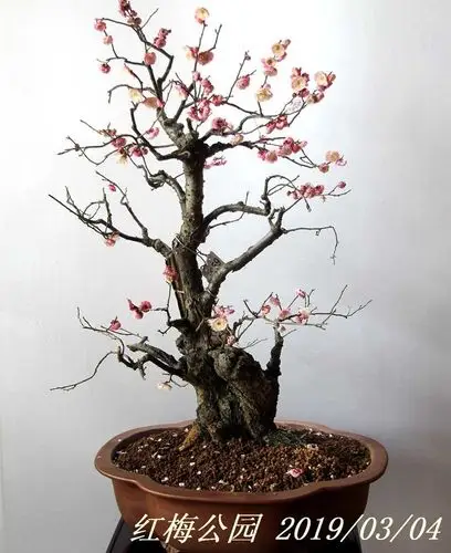 梅花盆景展一一红梅阁寒山石摄影