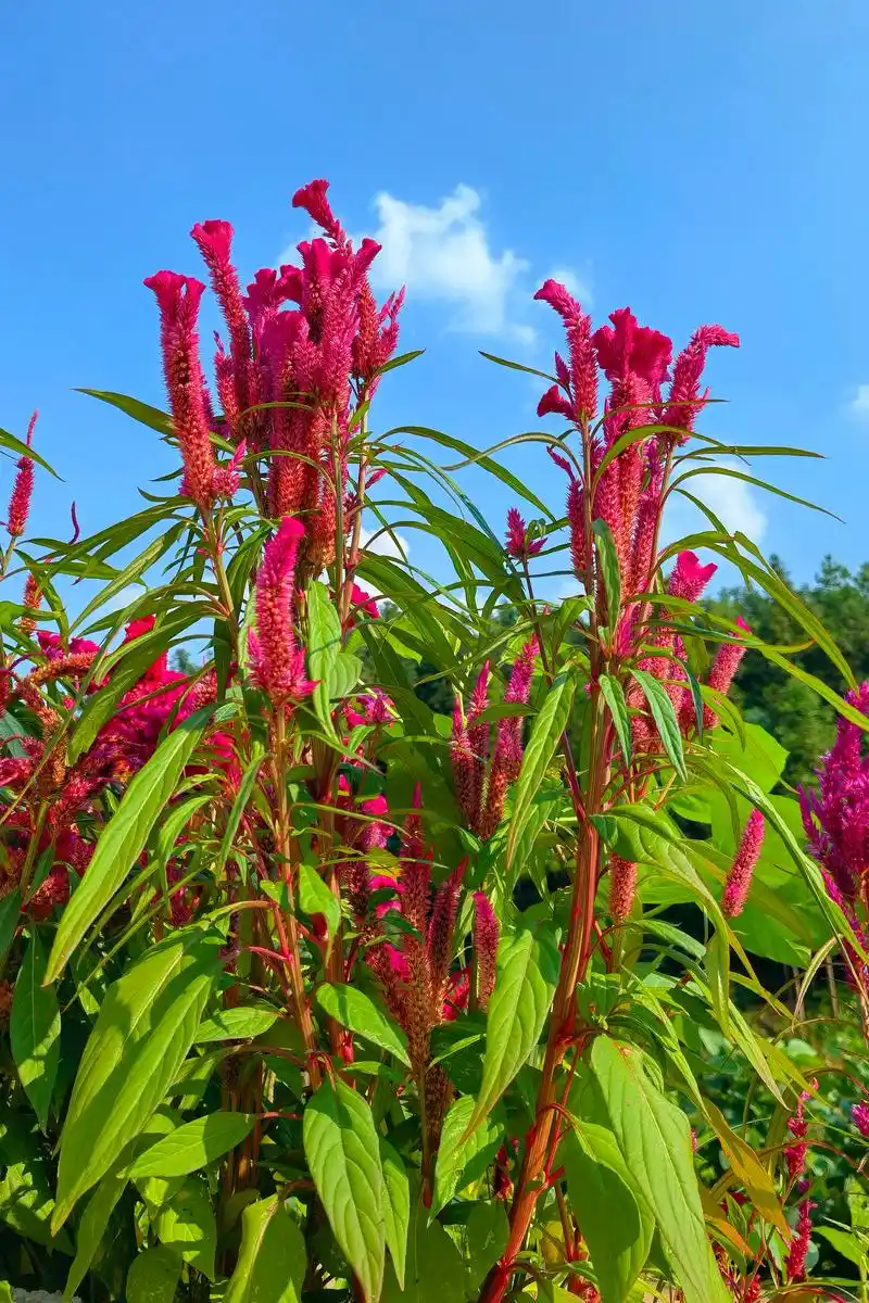 鸡冠花 鸡冠花,又名鸡髻花,老来红,芦花鸡冠,笔鸡冠,小头鸡 - 抖音