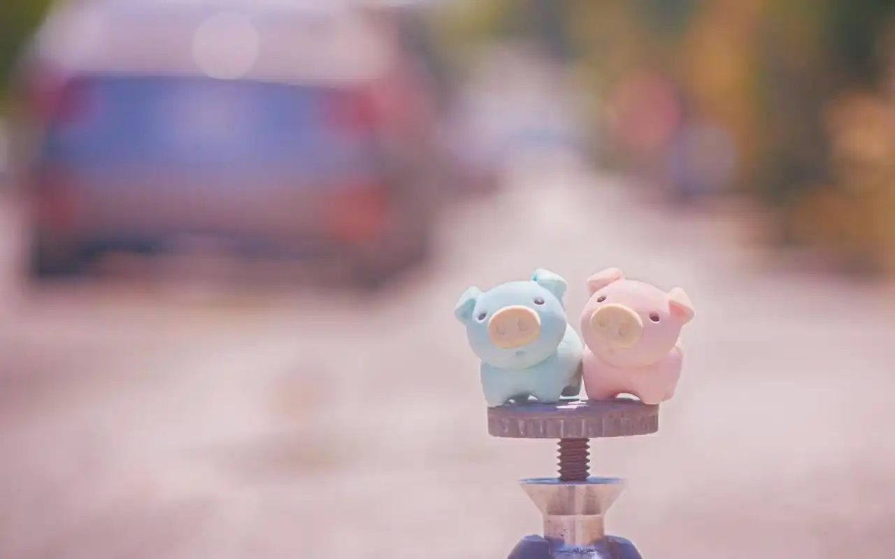 可爱软萌的小猪静物图片桌面壁纸