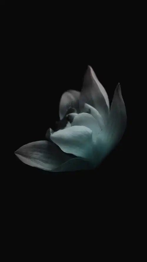 唯美浪漫暗色系莲花手机壁纸