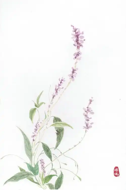 水彩团练作业鼠尾草