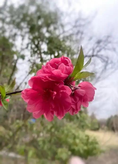 虽然不喜欢红色,却也拒绝不了红色的桃花