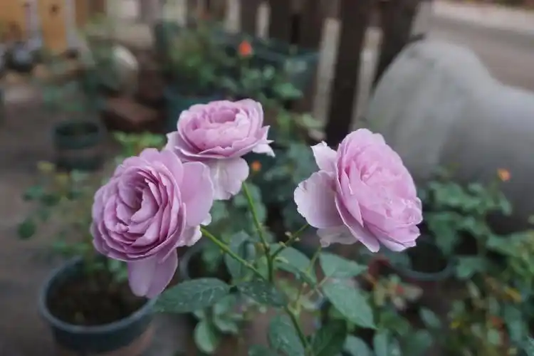 蓝色风暴月季开花啦