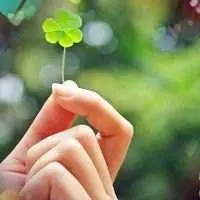 四叶草清新的微信头像幸福【点击鼠标右键下载】