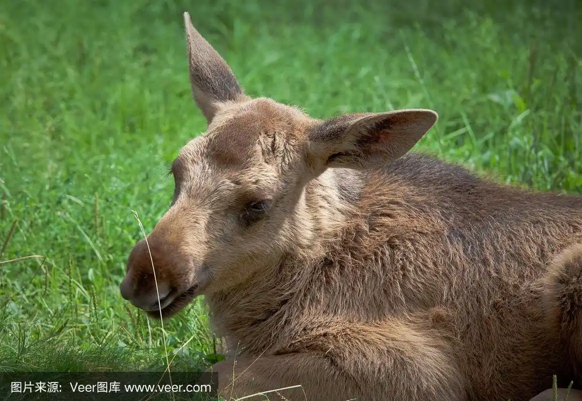 小驼鹿在草原上休息