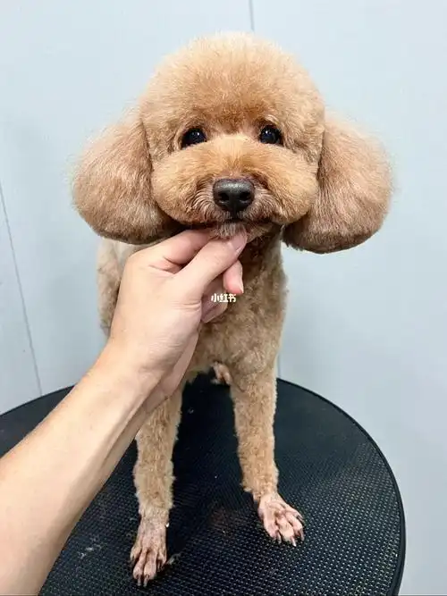 宠物美容|泰迪萌系造型