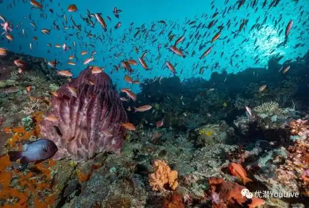 壁纸 海底 海底世界 海洋馆 水族馆 桌面 660_446
