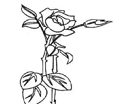 花卉简笔画图片大全