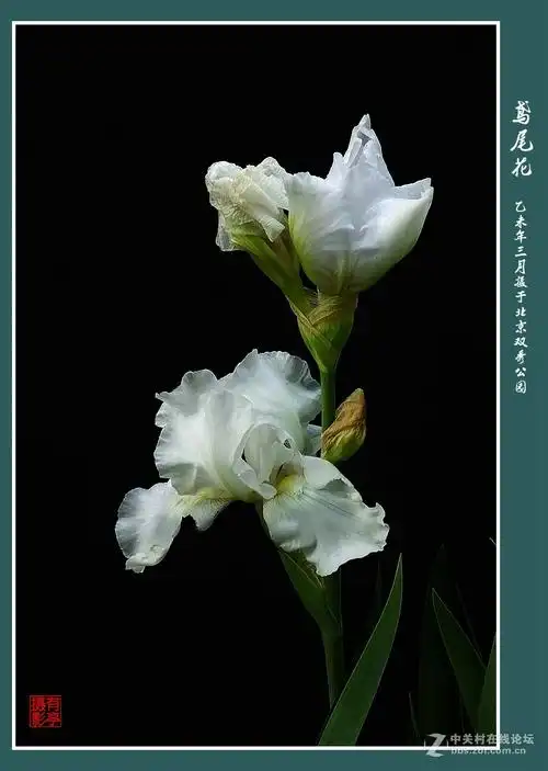 白色鸢尾花竖版