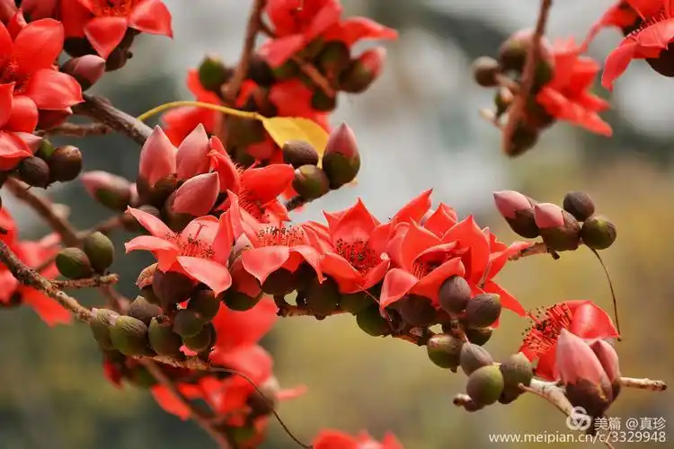 广州市英雄树红木棉盛放