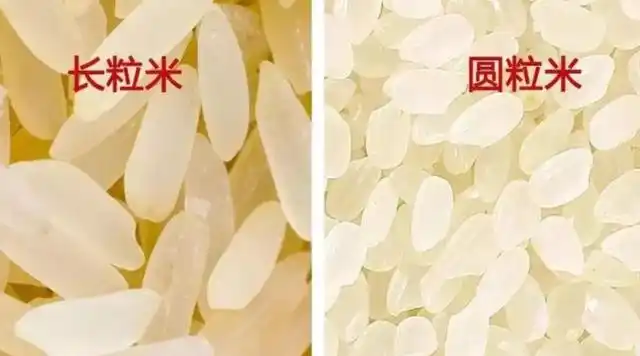 糯米分为"圆粒"和"长粒",老奶奶:区别很大,包粽子用"它"