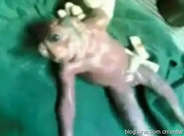 【引用】国外一妇产下怪胎疑为亿年前生物(图)