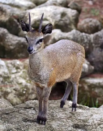 偶蹄目·反刍亚目·牛科·羚羊亚科:山羚
