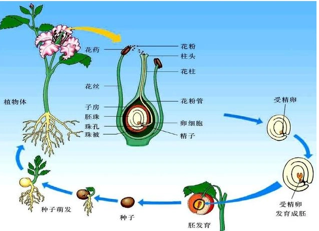 花的结构分别发育成什么