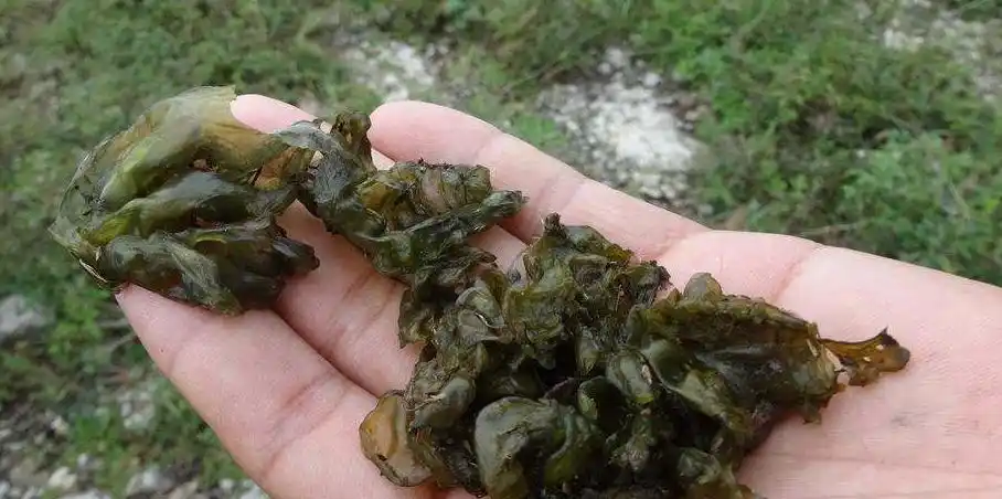 地耳最大的特点不仅在色香味形,而且是以口感取胜