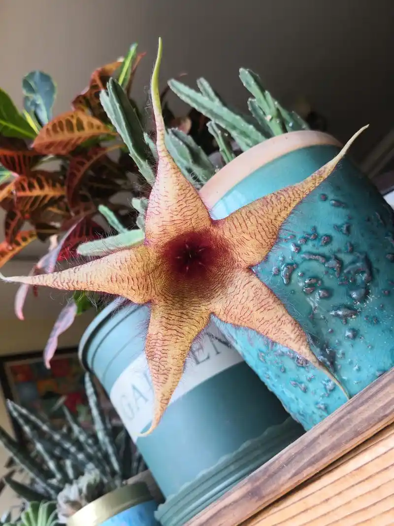 多肉大花犀角开花了,你一定没见过,快来看看吧