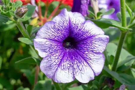 矮牵牛花坛粉红色的和紫色的矮牵牛花,蓝色山梗莱属的植物采用green采