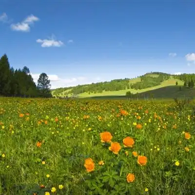绿色草甸草原风景qq高清头像图片