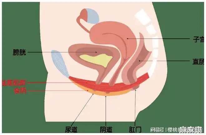 揭秘阴道炎的六大误区,所有女性都该了解|炎症|白带|尿道_网易订阅