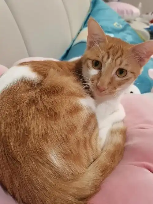 中华田园猫大橘猫