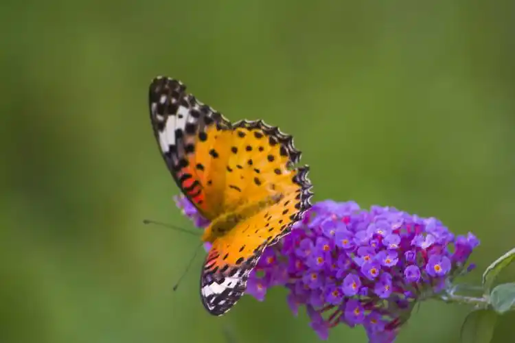 蝴蝶,螳螂,小荷花.