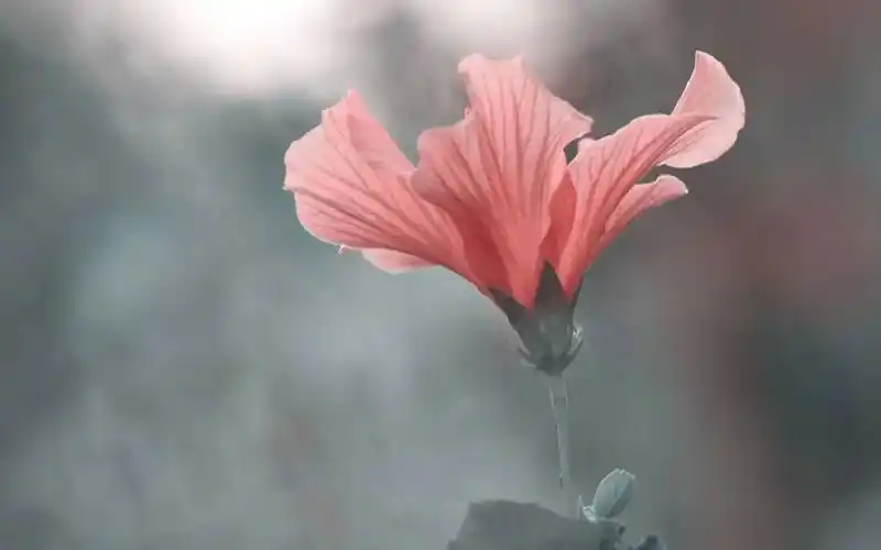 2020年抖音很火的24个伤感句子