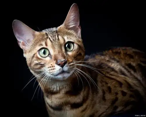 可以家养的小豹子,孟加拉豹猫!