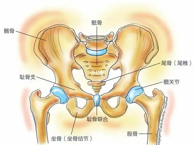 骨盆要敞开,宝宝才能够顺利地通过产道,但同时也打开了妈妈的骨盆腔