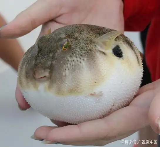 生一肚子气的河豚