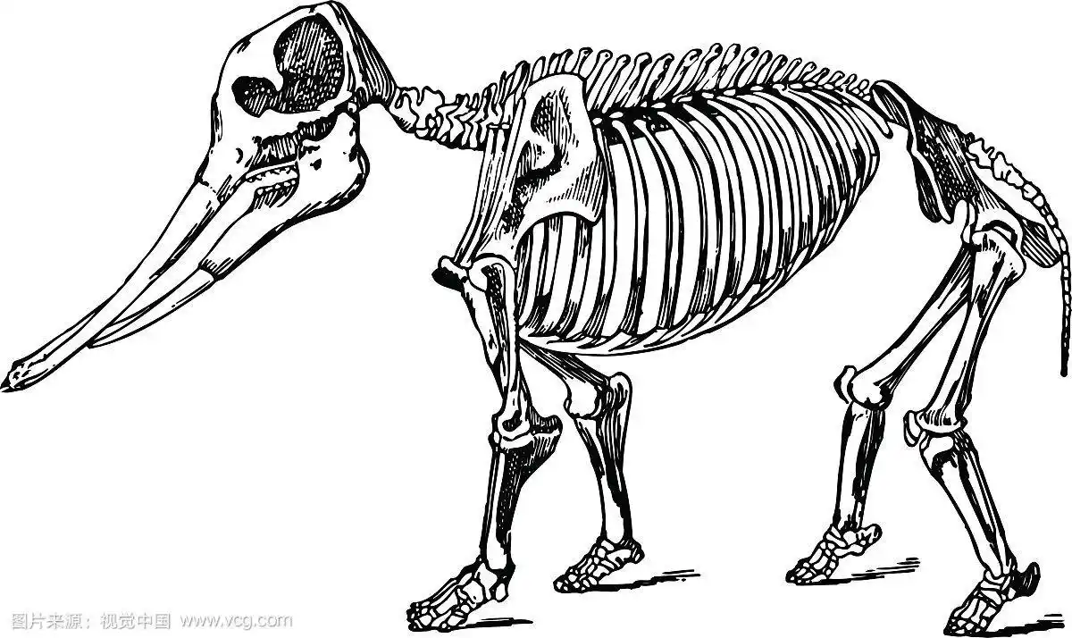 动物骨骼