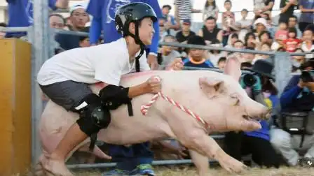 日本独特的骑猪大赛,坚持10秒就能获得大奖,网友:考虑过猪的感受了吗?