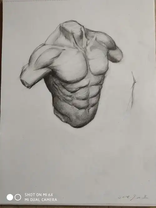 素描##人体肌肉
